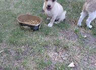 Grajewo ogłoszenia: Oddam więcej informacji udzielę telefonicznie - zdjęcie