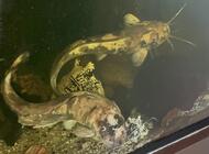 Grajewo ogłoszenia: Sumy Clarias - zdjęcie