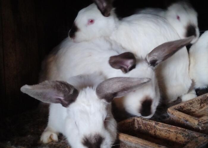 Grajewo ogłoszenia: Sprzedam dorosłe króliki samice duuuze 50 zł sztuka do noża lub...