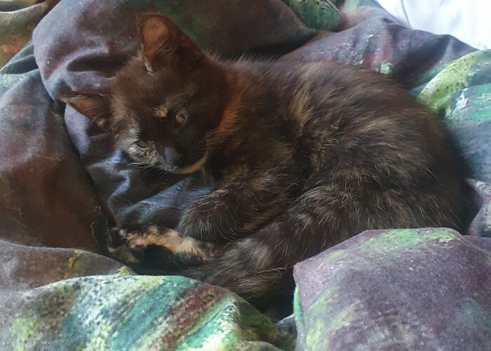 Grajewo ogłoszenia: Poszukuję właściciela kociaka, którego  wczoraj zabezpieczyłam...