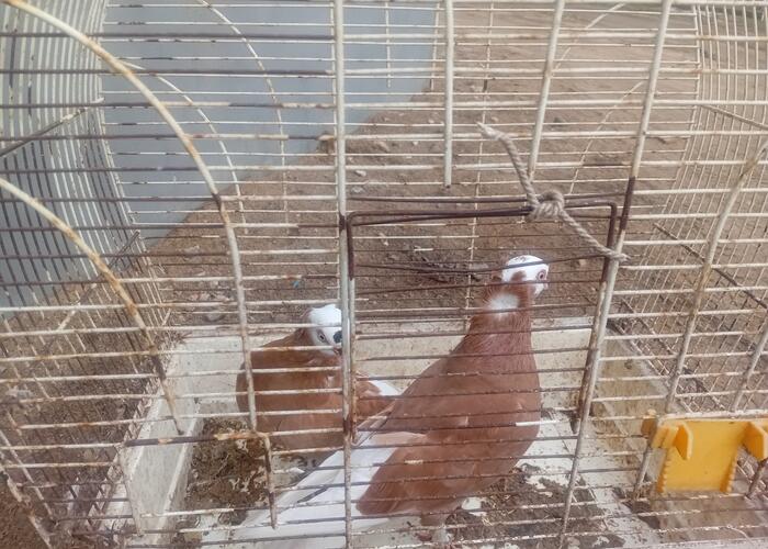 Grajewo ogłoszenia: Sprzedam .para .wajszkopy żółte.