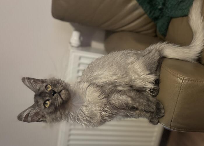 Grajewo ogłoszenia: Odda
kotkę widoczną na zdjeciu