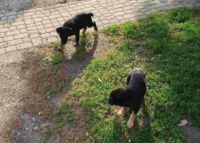Grajewo ogłoszenia: Oddam 2 pieski - suczki, 9-tygodniowe, rasa terier.
Odpowiadam...