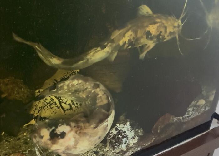 Grajewo ogłoszenia: Sumy Clarias