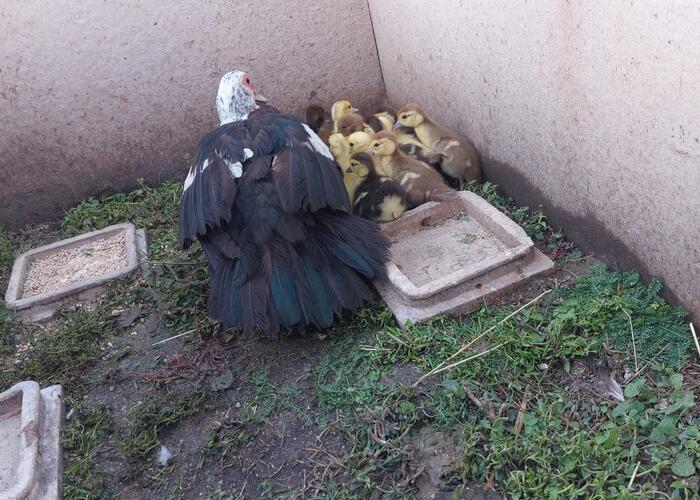 Grajewo ogłoszenia: Sprzedam dwa koguty z tamtego roku.  Cena 100 zł szt.  Koguty z...